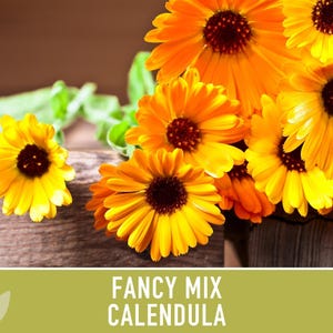 Calendula Fancy Mix Seed | 50+ Seeds, Heirloom Flower, Non-GMO, Cool-Weather Annual, Calendula officinalis image 6