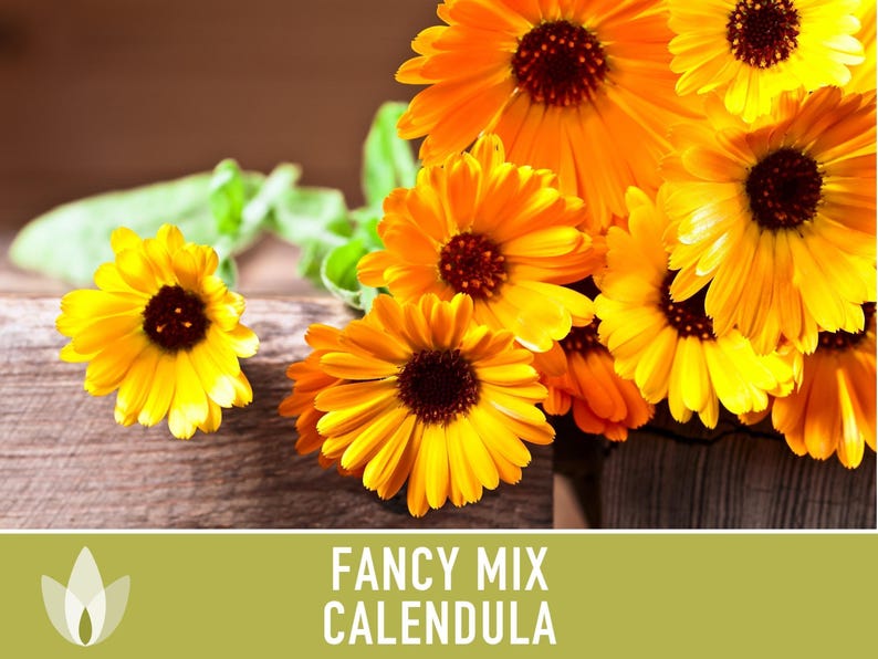 Calendula Fancy Mix Seed | 50+ Seeds, Heirloom Flower, Non-GMO, Cool-Weather Annual, Calendula officinalis image 6