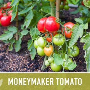 Moneymaker Tomato Seeds Heirloom Seeds, Indeterminate, Slicing Tomato, Sauce Tomato, High Yield, Heat Loving, Salsa Garden, Non-GMO image 4