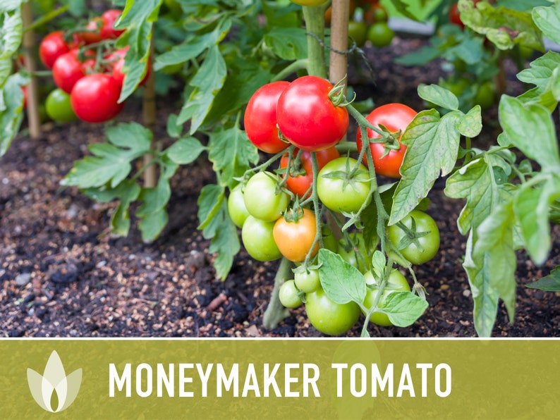 Moneymaker Tomato Seeds Heirloom Seeds, Indeterminate, Slicing Tomato, Sauce Tomato, High Yield, Heat Loving, Salsa Garden, Non-GMO image 4