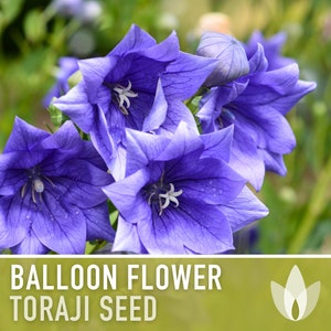 Balloon Flower, Toraji Flower Seeds - Heirloom Seeds, Ancient Medicinal Plant, Asian Seeds, Culinary Herb, Platycodon Grandiflorus, Non-GMO