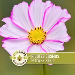 Picotee Cosmos Flower Seeds - Heirloom Flowers, Cut Flowers, Butterfly Garden, Pollinator Friendly, Non-GMO image 1