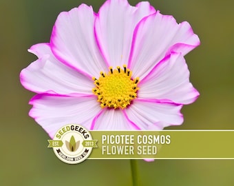 Picotee Cosmos Flower Seeds - Heirloom Flowers, Cut Flowers, Butterfly Garden, Pollinator Friendly, Non-GMO
