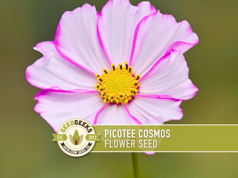 Picotee Cosmos Flower Seeds - Heirloom Flowers, Cut Flowers, Butterfly Garden, Pollinator Friendly, Non-GMO image 1