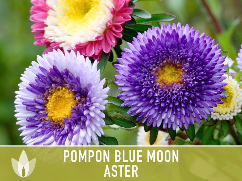 Blue Moon Aster Seeds | 30+ Seeds, Heirloom Pompon, Vibrant Cut Flowers | Callistephus chinensis image 5