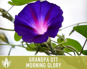Morning Glory, Grandpa Ott Heirloom Seeds, Flower Seeds, Vine