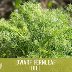 Dwarf Fernleaf Dill Seeds | 40+ Seeds, Heirloom, Culinary & Medicinal Herb, Butterfly Host | Anethum graveolens image 5