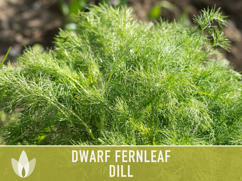 Dwarf Fernleaf Dill Seeds | 40+ Seeds, Heirloom, Culinary & Medicinal Herb, Butterfly Host | Anethum graveolens image 5