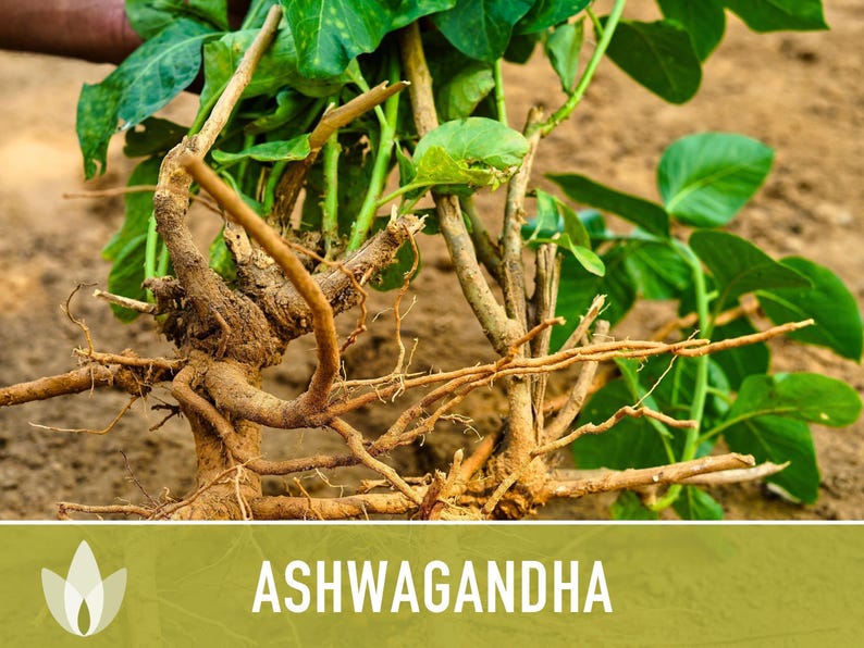 Ashwagandha Herb Seeds | 30+ Seeds, Organic, Heirloom Indian Ginseng, Medicinal, Withania somnifera image 8