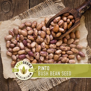 May include: A wooden scoop filled with pinto beans, spilling onto a piece of parchment paper. The beans are tan with maroon markings. The image includes the text "Pinto Bush Bean Seed" and a logo for Seed Geeks.