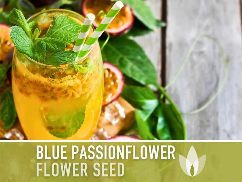 Blue Passionflower Seeds | 20+ Seeds, Heirloom, Non-GMO, Vining Flower, Fragrant, Medicinal, Passiflora caerulea image 8
