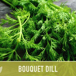 Semillas de eneldo Bouquet Heirloom - No transgénicas, polinización abierta, hierba culinaria imagen 4