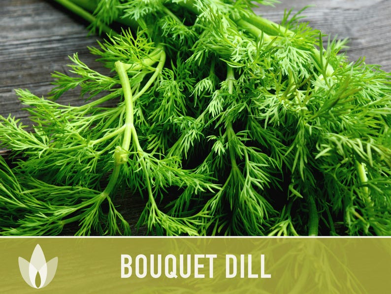 Semillas de eneldo Bouquet Heirloom - No transgénicas, polinización abierta, hierba culinaria imagen 4