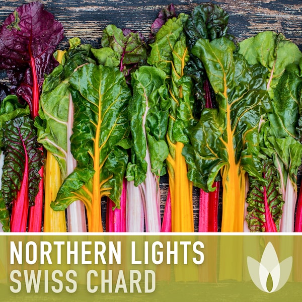 Swiss Chard, Northern Lights Seeds - Heirloom Seeds, Vivid Colorful Swiss Chard Mix, Beta Vulgaris, Microgreens, Open Pollinated, Non-GMO