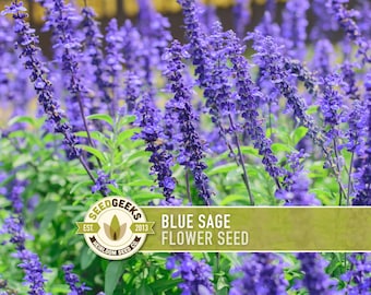 May include: A field of vibrant blue sage flowers in full bloom, with green foliage. The image includes a logo that reads "SEED GEEKS" and the text "BLUE SAGE FLOWER SEED". The flowers are a deep purple-blue color.