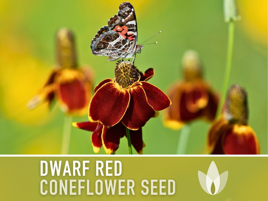 Bachelor Button, Tall Red Seeds, Beautiful Bright Blooms