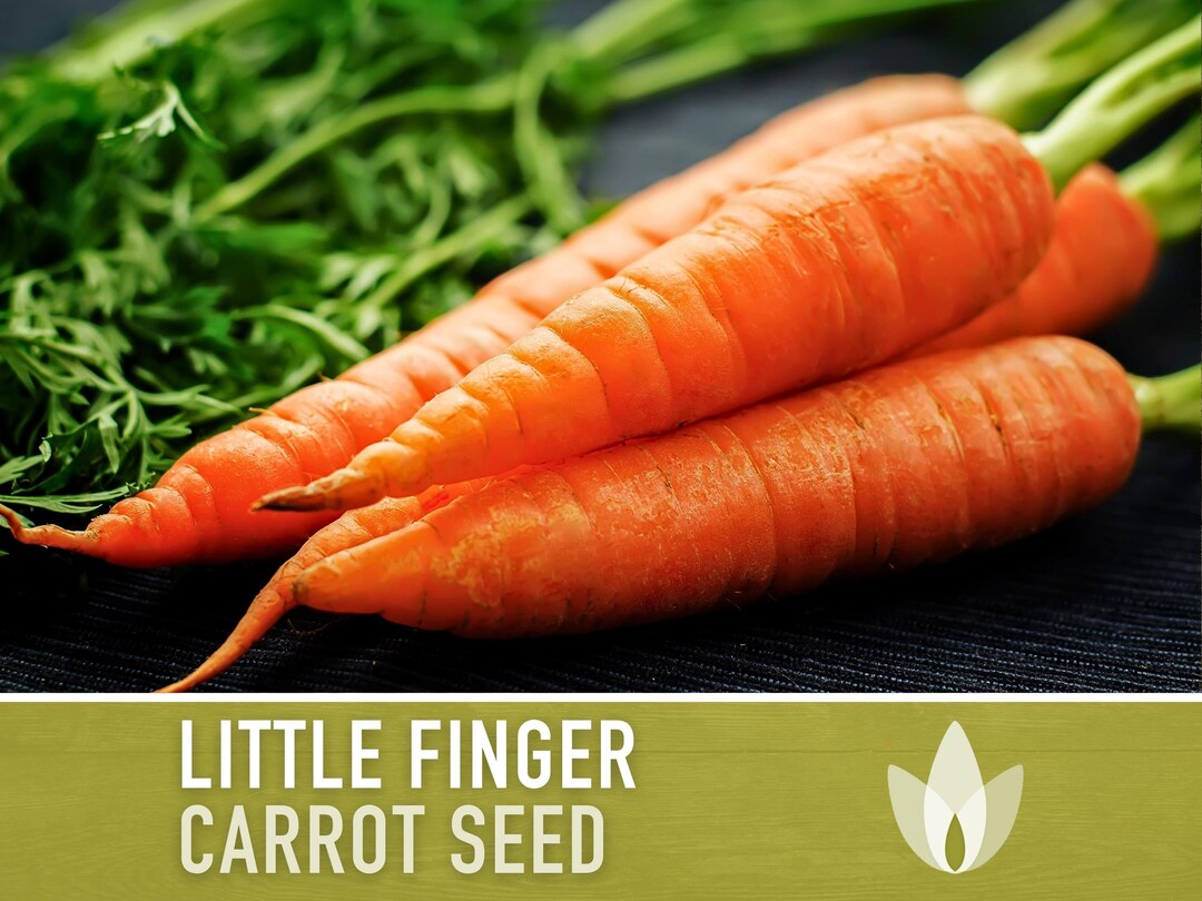 Little Finger Carrot Heirloom Seeds Baby Carrots, Container Garden