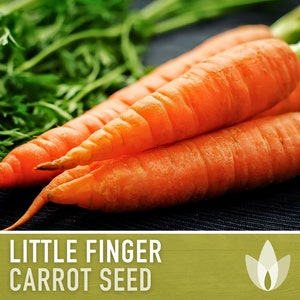 Little Finger Carrot Heirloom Seeds - Baby Carrots, Container Garden, Canning Carrots, Antioxidant, Lycopene, Open Pollinated, Non-GMO
