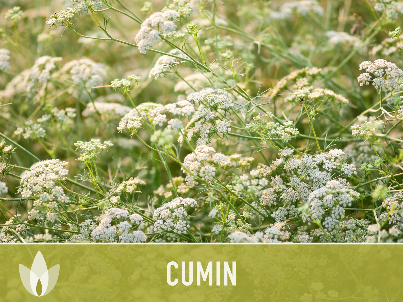 Cumin Herb Heirloom Seeds - Etsy