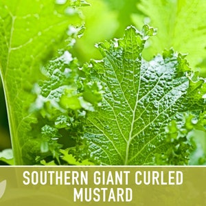 Southern Giant Curled Mustard Greens Heirloom Seeds image 4