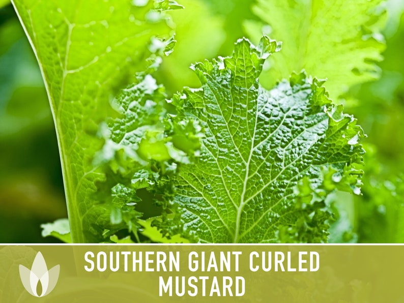 Southern Giant Curled Mustard Greens Heirloom Seeds image 4