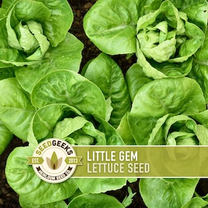 May include: Close-up of fresh, vibrant green Little Gem lettuce heads. The image features several heads of lettuce, showcasing their tightly packed leaves. The SeedGeeks logo and "Little Gem Lettuce Seed" text are visible.