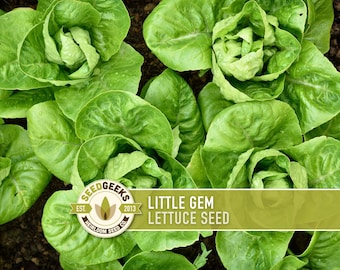 Little Gem Lettuce Heirloom Seeds