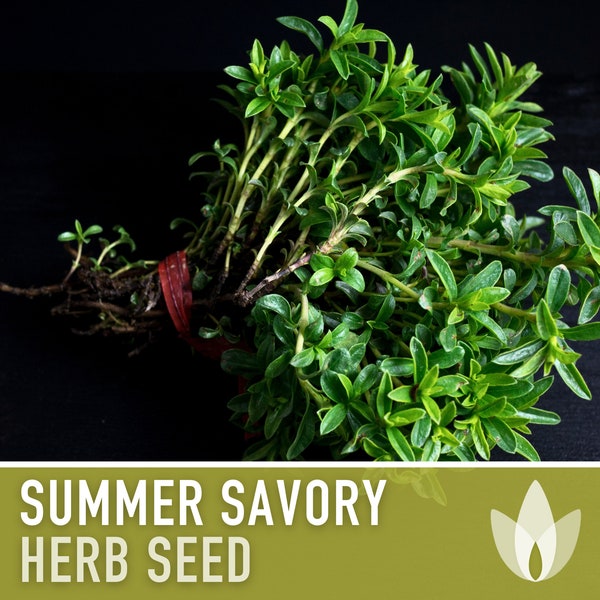 Summer Savory Herb Seeds - Heirloom Seeds, Culinary Herb, Medicinal Herb, Herbal Tea, Herbes de Provence, Open Pollinated, Non-GMO