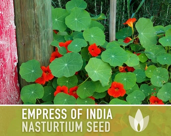 Nasturtium (Dwarf), Empress of India Heirloom Seeds, Flower Seeds, Edible Flower