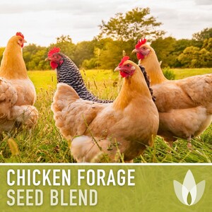 Chicken Forage Blend | 1oz Seeds, Omega 3, Non-GMO, Organic Food for Backyard Chickens, Heirloom image 7