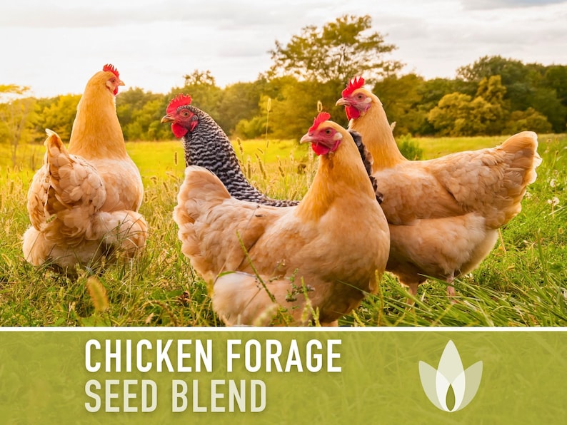 Chicken Forage Blend | 1oz Seeds, Omega 3, Non-GMO, Organic Food for Backyard Chickens, Heirloom image 7