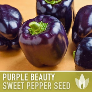 Purple Beauty Sweet Bell Pepper Heirloom Seeds