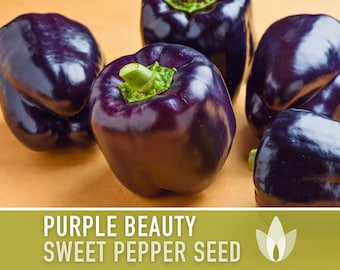 Purple Beauty Sweet Bell Pepper Heirloom Seeds