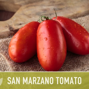 San Marzano Tomato Heirloom Seeds Paste Tomato, Canning Tomato, Slicing Tomato, Indeterminate, Open Pollinated, Non-GMO image 7