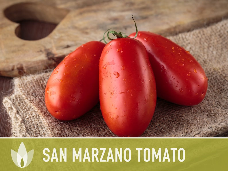 San Marzano Tomato Heirloom Seeds Paste Tomato, Canning Tomato, Slicing Tomato, Indeterminate, Open Pollinated, Non-GMO image 7