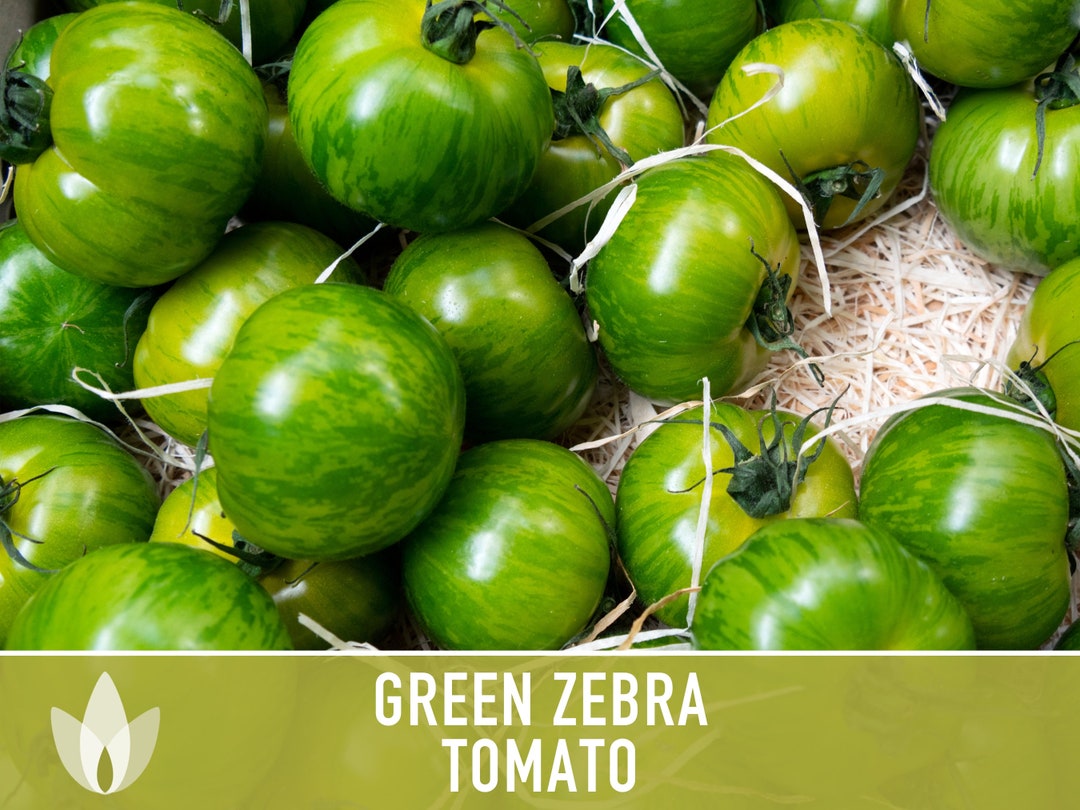 Green Zebra Tomato Seeds Heirloom Indeterminate Open Etsy