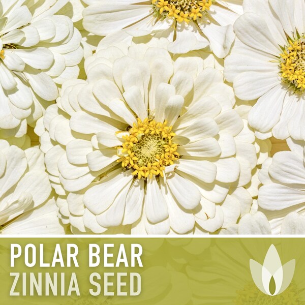 Zinnia, Polar Bear White Heirloom Seeds, Flower Seeds