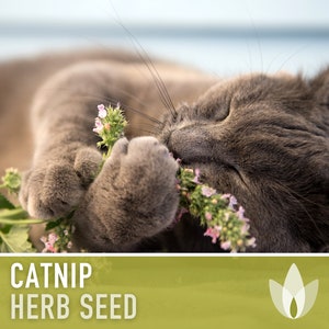 Catnip Herb Heirloom Seeds