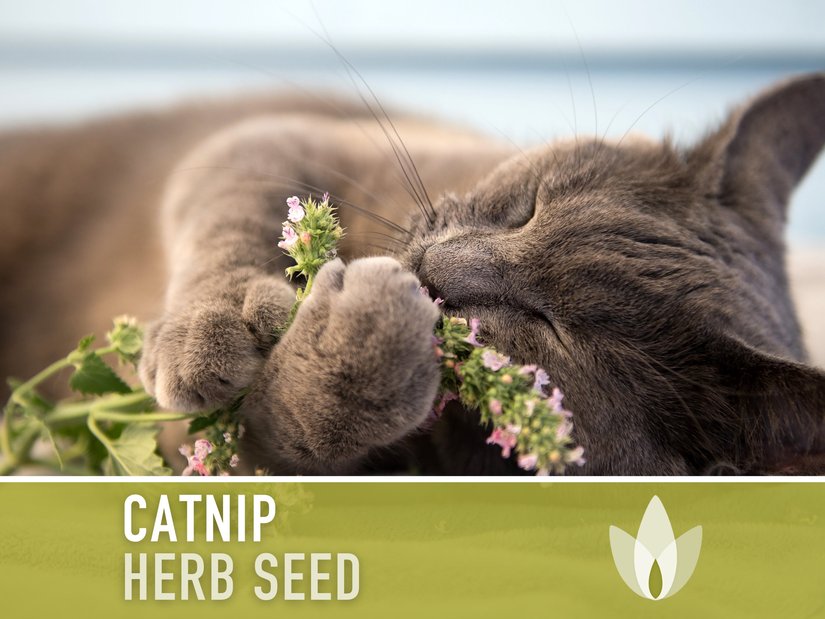 Seeds Catmint (Catnip, Catswort, Catwort) Heirloom Herbs for Planting Non  GMO