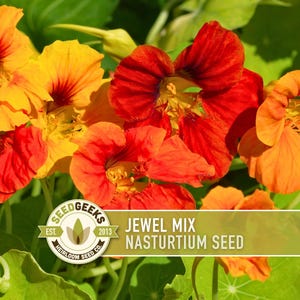 Hanging Basket Seeds - Etsy