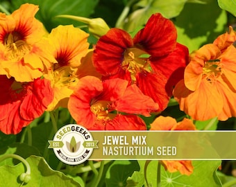 Nasturtium Jewel Mix Dwarf Heirloom Flower Seeds | 25 Seeds, Edible, Hanging Basket, Tropaeolum majus