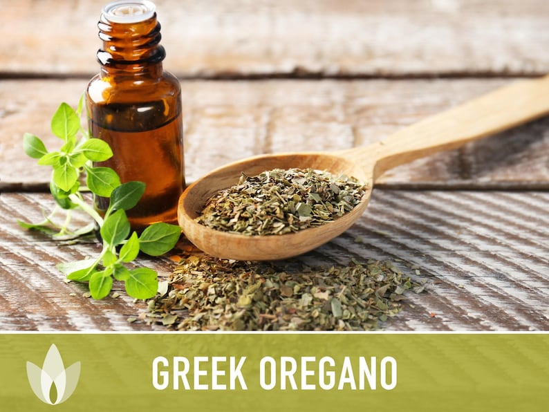Greek Oregano Herb Heirloom Seeds - Open Pollinated, Non-GMO image 9