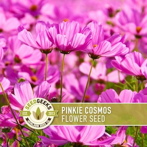 Semillas de flor Pinkie Cosmos, reliquia, aptas para polinizadores imagen 1