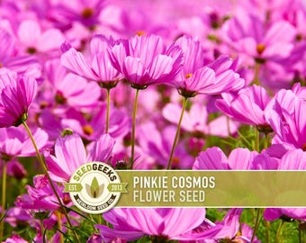 Pinkie Cosmos Flower Seeds, Heirloom, Pollinator Friendly