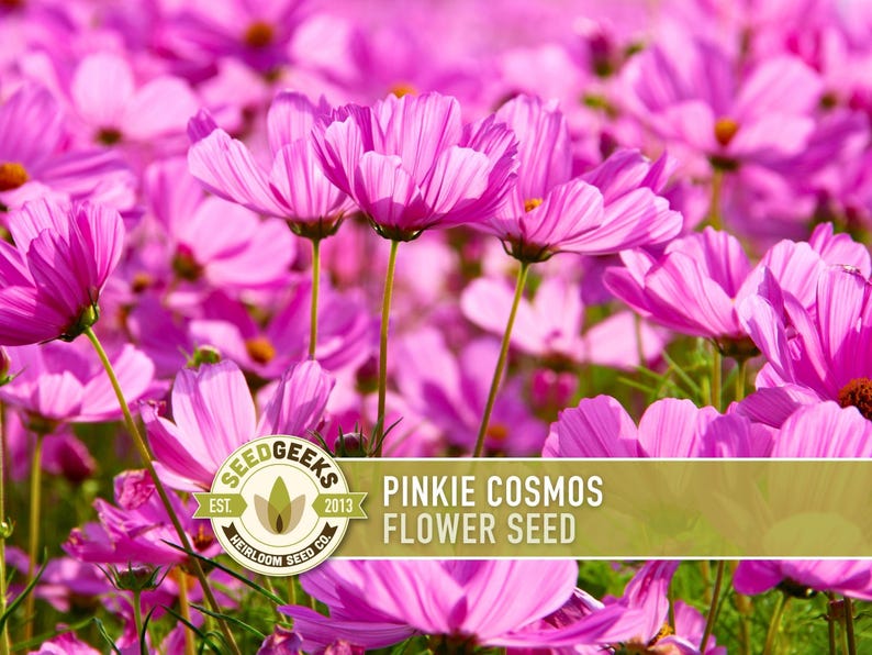 Semillas de flor Pinkie Cosmos, reliquia, aptas para polinizadores imagen 1