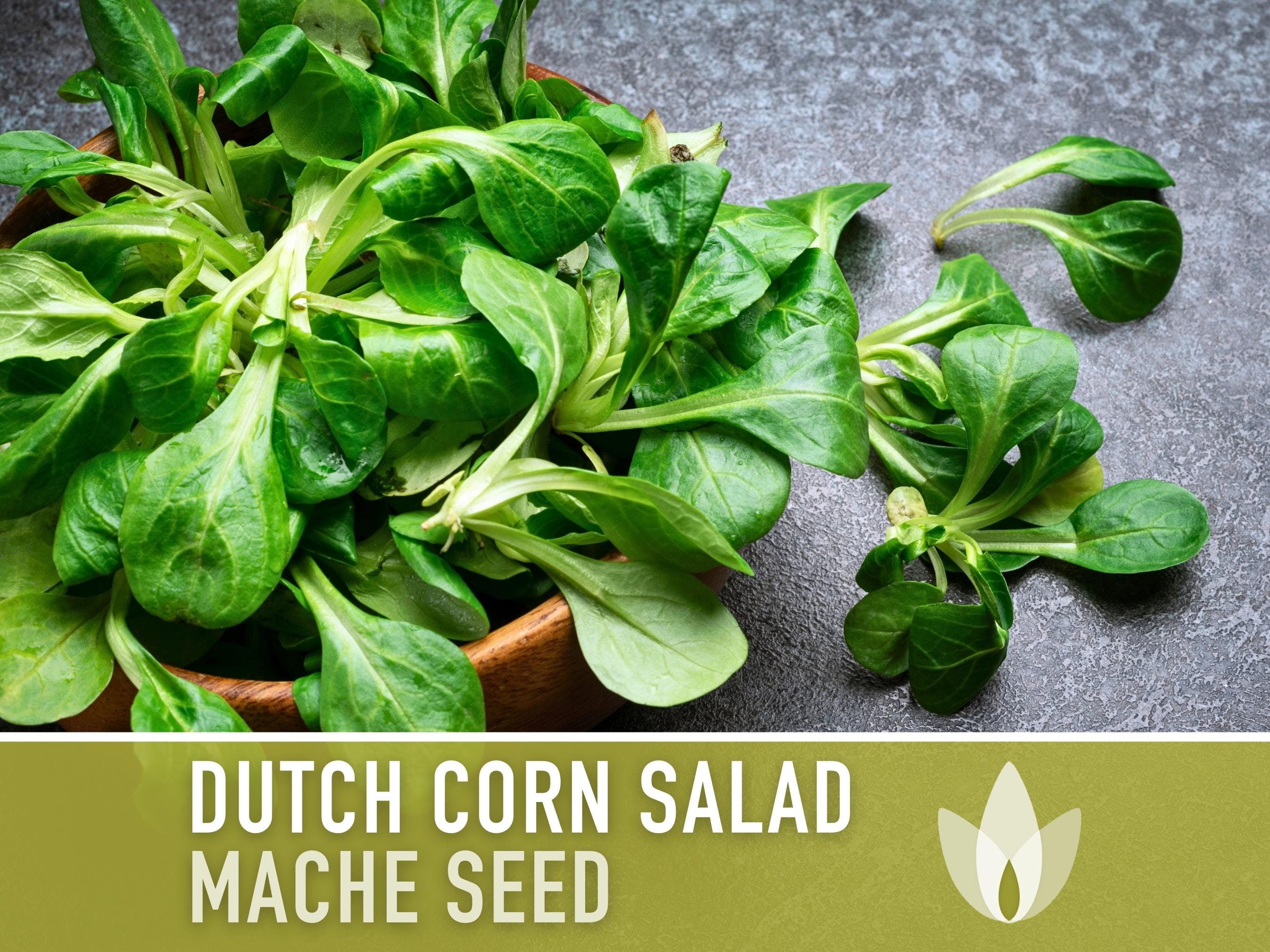 Corn Salad, Dutch, Mache Heirloom Seeds - Fresh Salad, Hardy Annual, Winter Salad, Four Season Harvest, Open Pollinated, Non-GMO