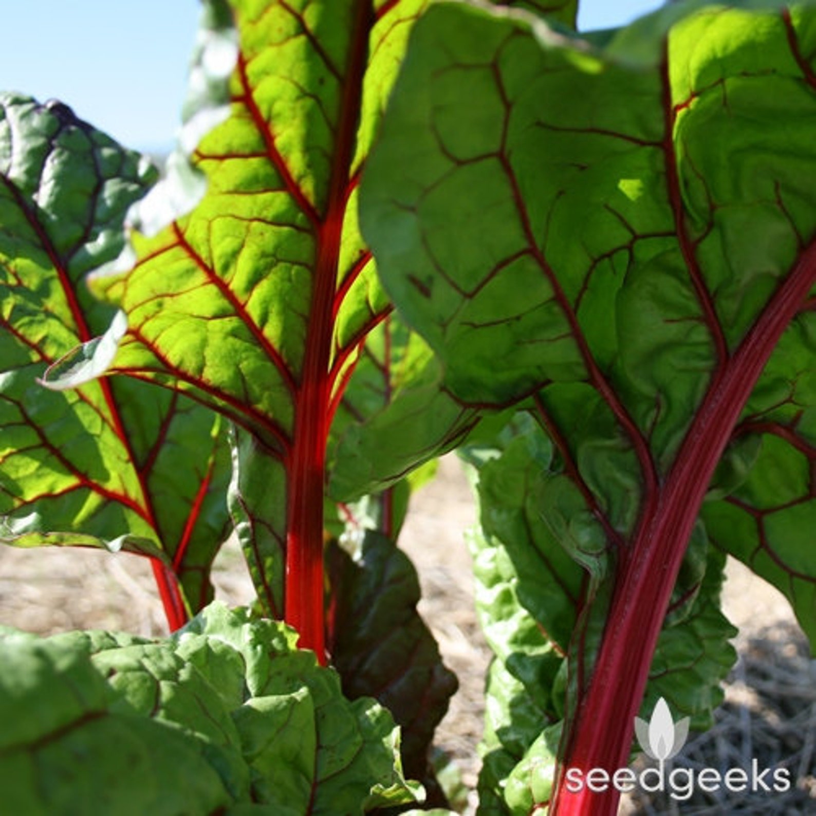 Ruby Red Swiss Chard Heirloom Seeds Etsy