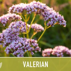 Valerian Herb Seeds | 50+ Seeds, Heirloom Medicinal Plant, Attracts Pollinators & Cats, Valeriana officinalis image 8