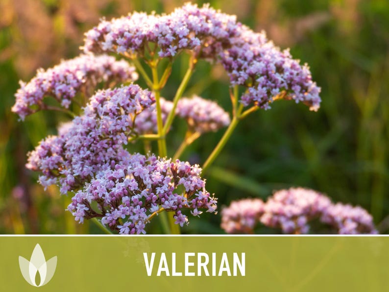 Valerian Herb Seeds | 50+ Seeds, Heirloom Medicinal Plant, Attracts Pollinators & Cats, Valeriana officinalis image 8