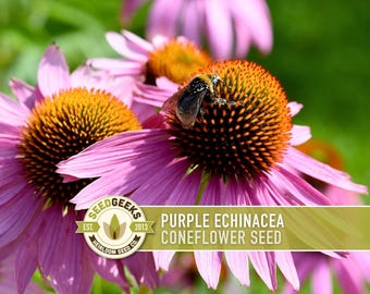 Purple Coneflower Seeds | 100+ Seeds, Native Wildflower, Heirloom, Drought Tolerant, Butterfly Garden, Echinacea purpurea